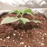 Orange Bud 2.0 Dutch Passion