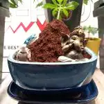 Cannabonsai Tropicana Cookies FastBuds