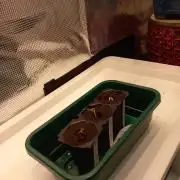 Orange Bud 2.0 Dutch Passion