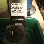 Cannabonsai Gorilla Zkittlez FastBuds