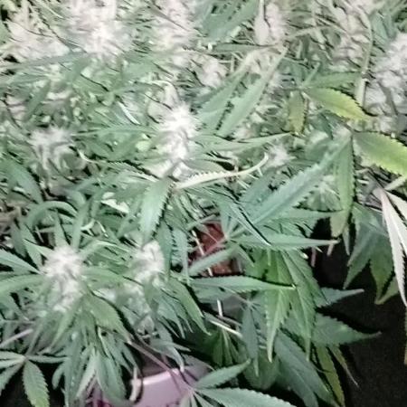 Strawberry Gorilla FastBuds Hydroponic