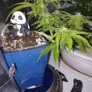 Kush Mint Super  Strains