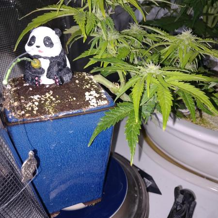 Kush Mint Super  Strains