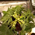 Papaya Cookies Coco Dwarf Style