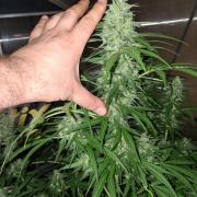Tangerine Splash Auto Sensi Seeds