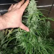 Tangerine Splash Auto Sensi Seeds