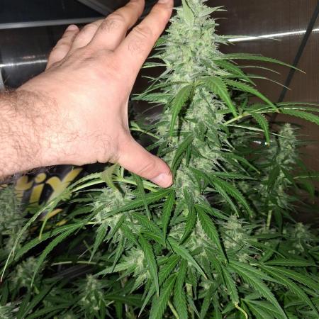 Tangerine Splash Auto Sensi Seeds