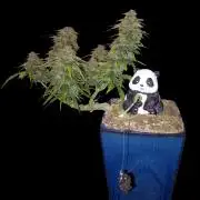 Kush Mint Super  Strains