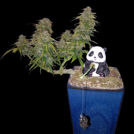 Kush Mint Super  Strains