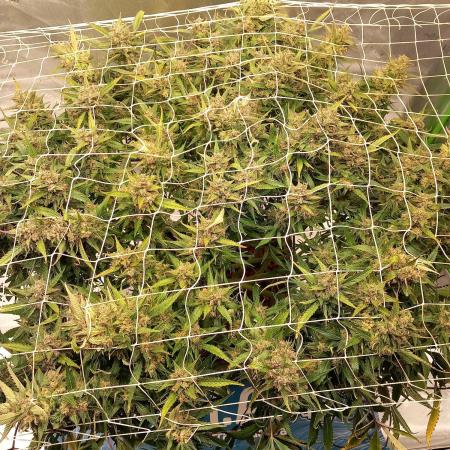 Strawberry Gorilla FastBuds Hydroponic