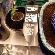 Cannabonsai Tropicana Cookies FastBuds