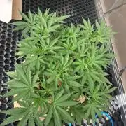 Blueberry Bubblegum #2
