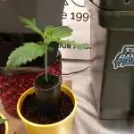 Cannabonsai Tropicana Cookies FastBuds