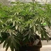Blue Applez Dutch Passion