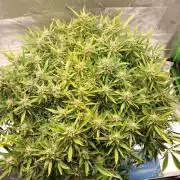 Strawberry Gorilla FastBuds Hydroponic