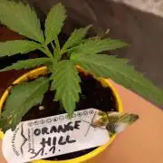 Orange Hill Special Dutch Passion