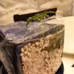 Kush Mint Super  Strains