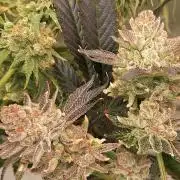 Orange Bud 2.0 Dutch Passion