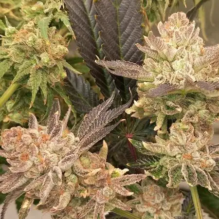 Orange Bud 2.0 Dutch Passion