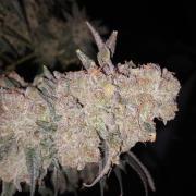 The Devil's Cookie One