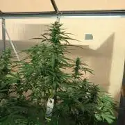 Tangerine Splash Auto Sensi Seeds