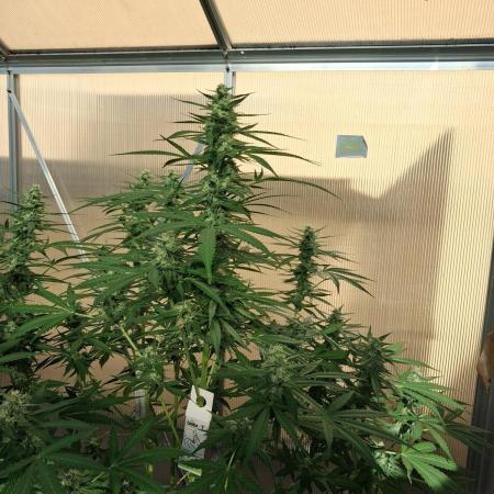 Tangerine Splash Auto Sensi Seeds