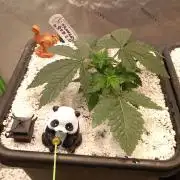 Orange Bud 2.0 Dutch Passion