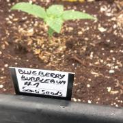 Blueberry Bubblegum #1