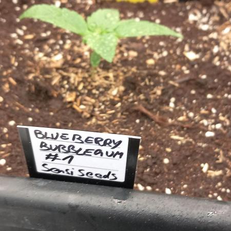 Blueberry Bubblegum #1