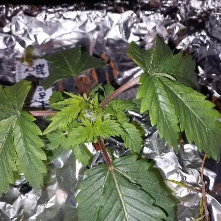 Dutch Passion Fast Version A Hydro