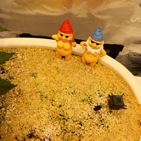 Cannabonsai Purple Lemonade Auto