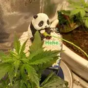 Kush Mint Super  Strains