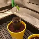 Cannabonsai Tropicana Cookies FastBuds