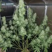 Tangerine Splash Auto Sensi Seeds