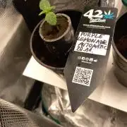 Cannabonsai Purple Lemonade Auto