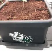 Purple Lemonade Auto in Autopot