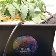 Blue Applez Dutch Passion