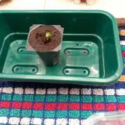 Kush Mint Super  Strains