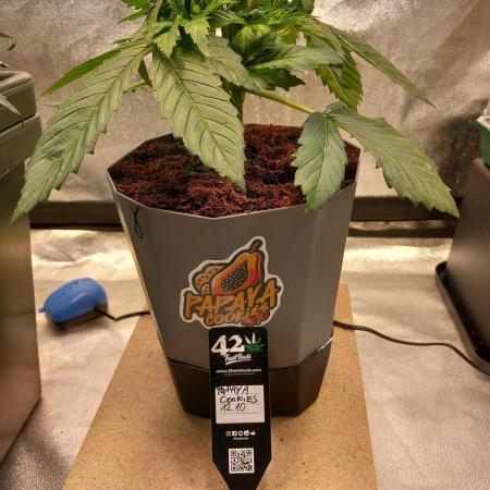 Papaya Cookies Coco Dwarf Style