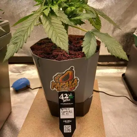 Papaya Cookies Coco Dwarf Style