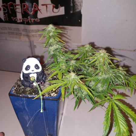 Kush Mint Super  Strains