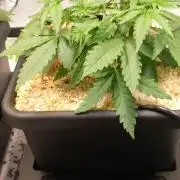 Orange Sherbet FF