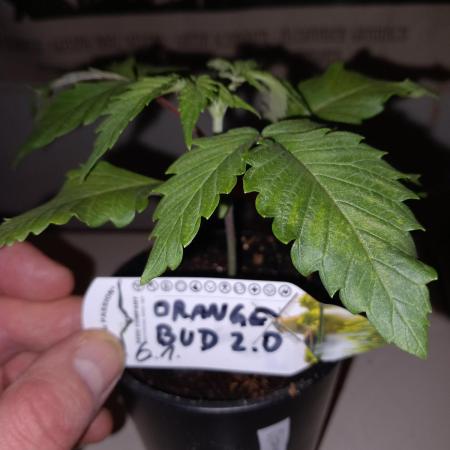 Orange Bud 2.0 Dutch Passion
