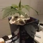 Cannabonsai Gorilla Zkittlez FastBuds