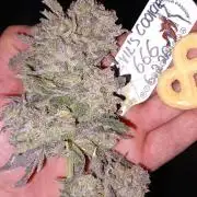 The Devil's Cookie One