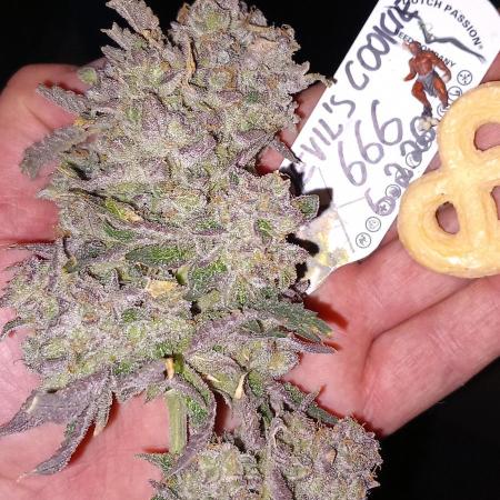 The Devil's Cookie One