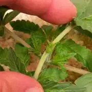 Blue Applez Dutch Passion