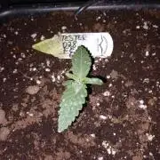 Tester F028 Dutch Passion