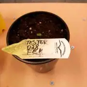 Tester F028 Dutch Passion