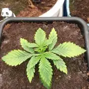 Purple Lemonade Auto in Autopot
